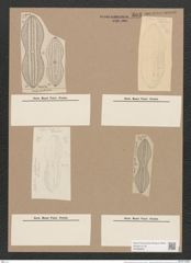 Navicula exempta A.Schm. (de-Toni-Nr.: Genus 1, Species 262) Zeichnungen Sammlung Grunow Nr. 603 (NHMW-BOT-W0366963)